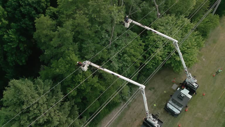 Best Tree Trimming and Pruning  in Donald, OR